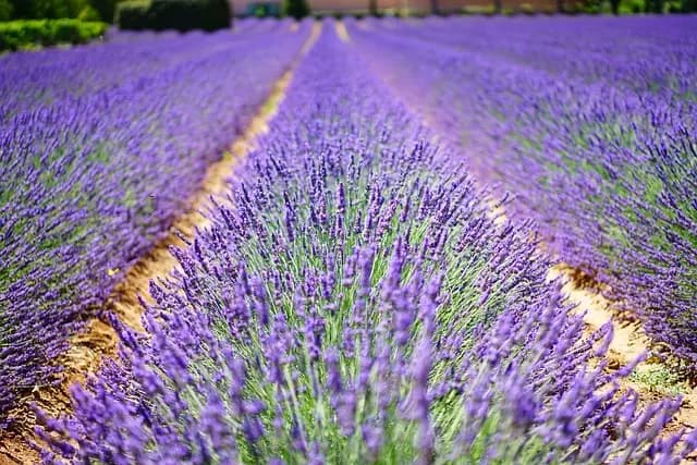 10 Astuces pour Cultiver des Plantes Aromatiques à Succès