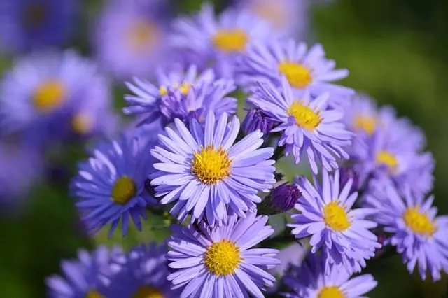Comment Créer un Jardin de Plein Air Idéal : 10 Conseils Clés