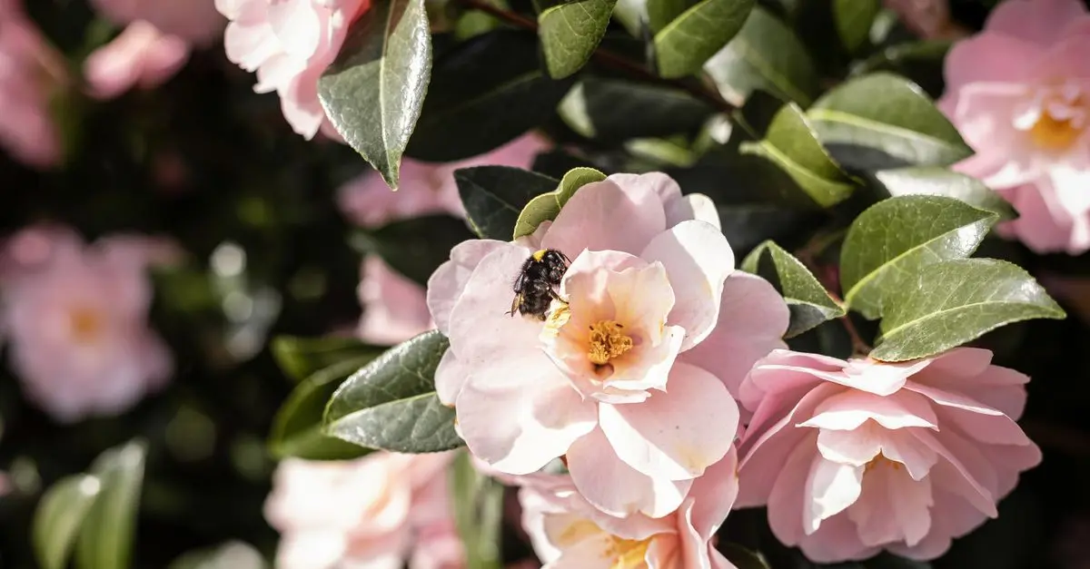 Comment Favoriser la Pollinisation dans Votre Jardin : Guide Complet