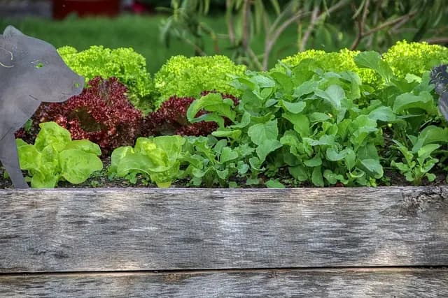 10 Conseils Indispensables pour Réussir Votre Jardin Potager