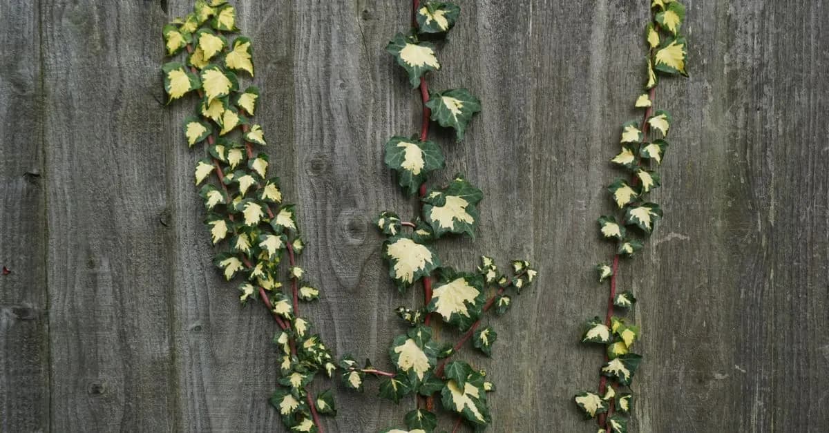 Les Meilleures Plantes Grimpantes pour Clôtures