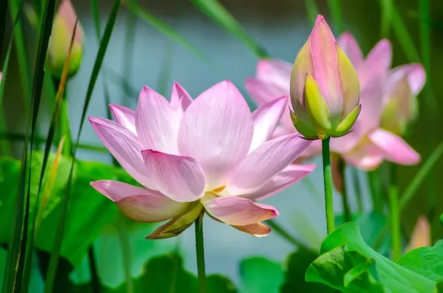 5 Techniques Incontournables pour Améliorer le Drainage de Votre Jardin