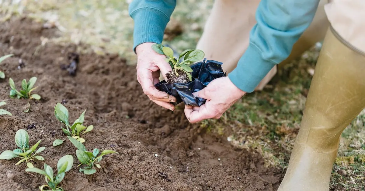 10 Astuces Indispensables pour Réussir vos Semis de Plantes