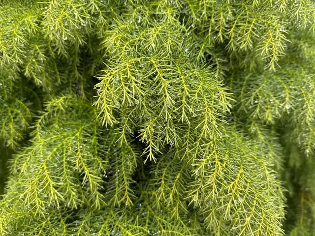 10 Astuces Pratiques pour Entretenir Votre Jardin en Hiver