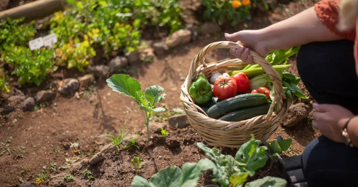 Comment Créer un Jardin de Plantes Aromatiques en Pots