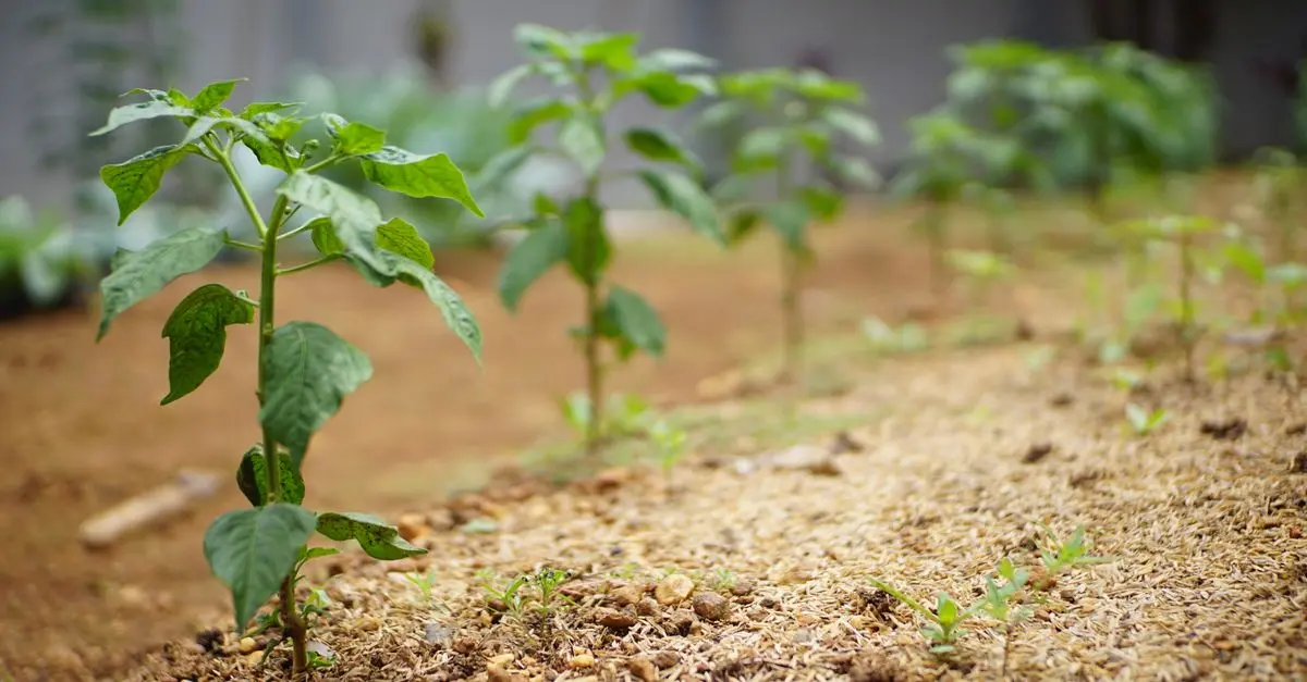 Comment Prévenir les Maladies Courantes de Vos Plantes