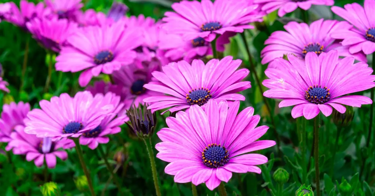 Comment Planter et Entretenir des Fleurs Vivaces : Guide Complet