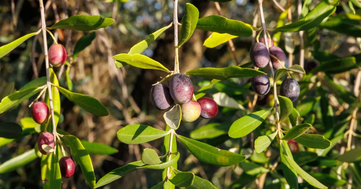 Les Meilleures Plantes Méditerranéennes à Cultiver dans Votre Jardin