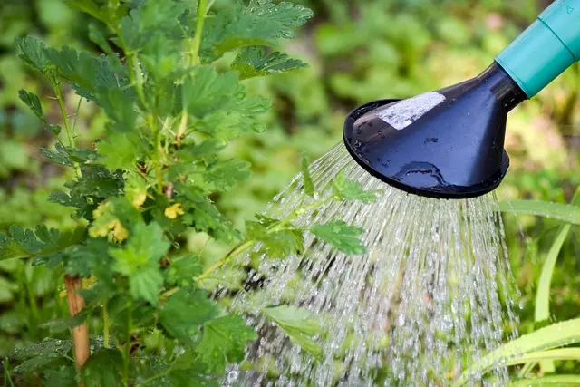 10 Astuces Incontournables pour Optimiser l'Arrosage de Votre Jardin