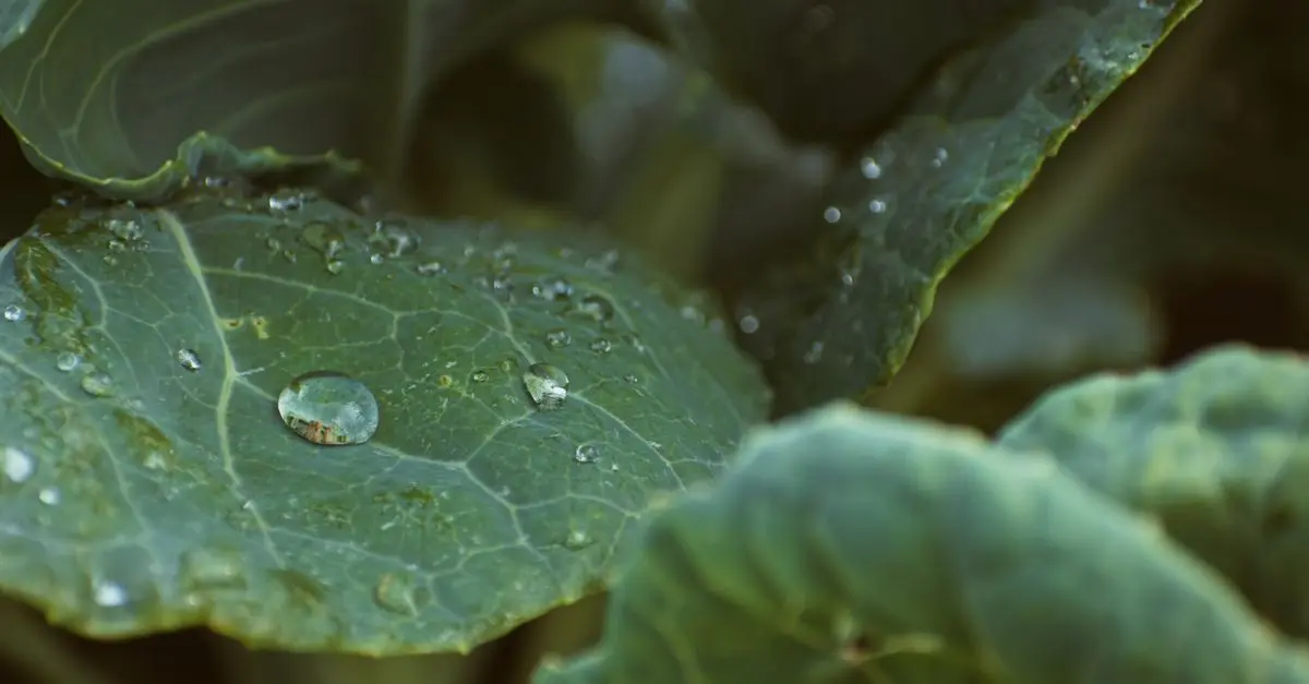 Comment Aménager un Jardin Potager Écologique : Guide Pratique