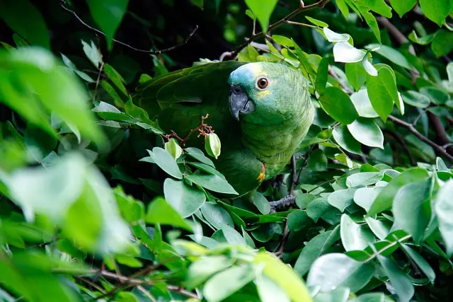 5 Astuces Essentielles pour Jardiner en Équilibre avec la Nature