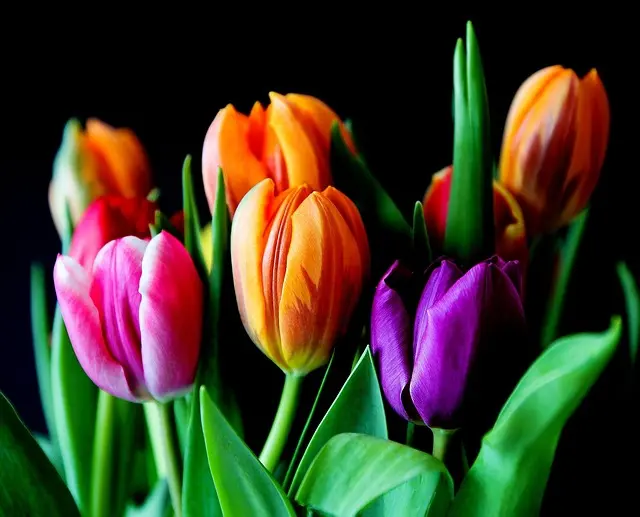 10 Astuces pour Réussir vos Semis au Printemps