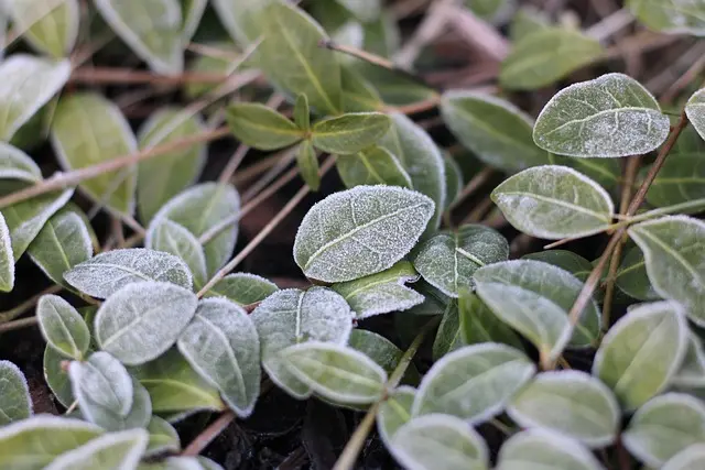 10 Astuces Incontournables pour Protéger Vos Plantes des Gelées