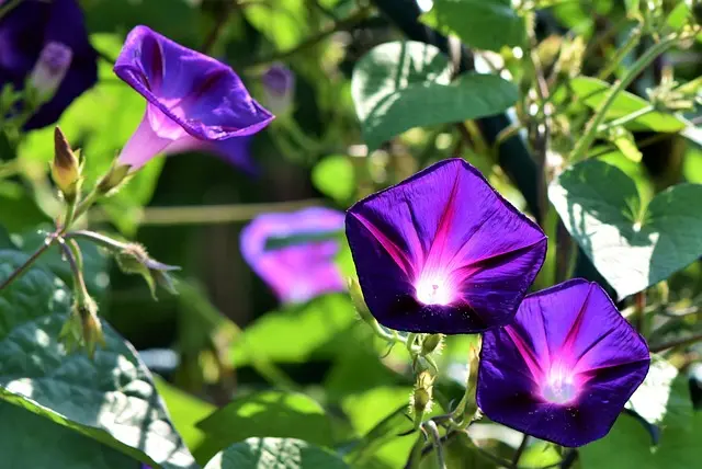 10 Astuces Incontournables pour Choisir les Plantes de Votre Jardin