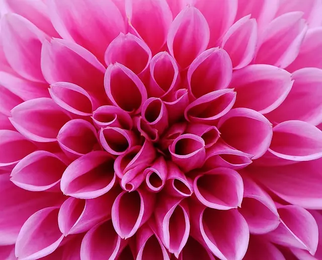 Comment Maximiser l'Espace de Votre Jardin : 10 Astuces Pratiques