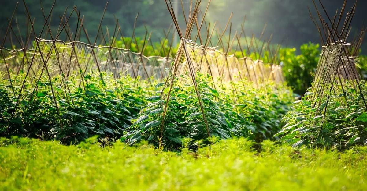 Comment Aménager Un Jardin Potager : Guide Pratique