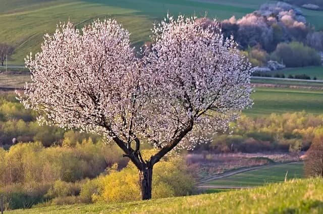 10 Conseils Indispensables pour Jeter les Bases d'un Jardin Réussi
