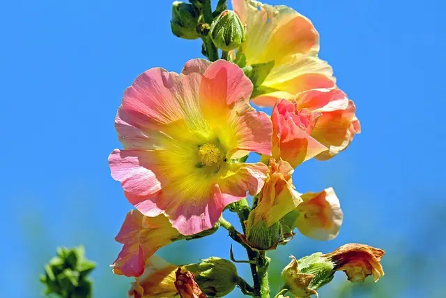 10 Astuces Essentielles pour Prendre Soin de Votre Jardin