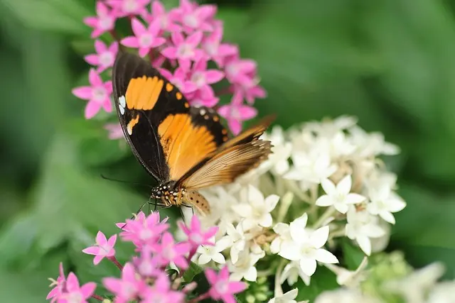 Les 7 Plantes Indispensables pour un Jardin Écologique
