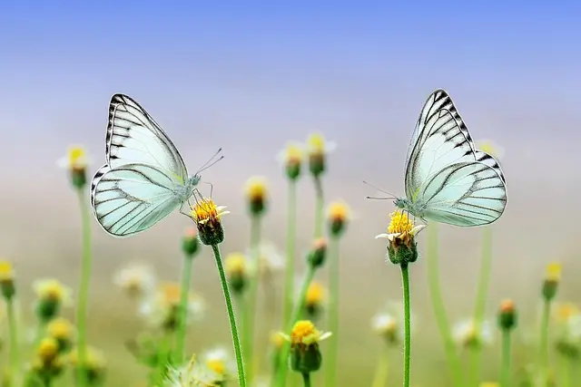 10 Astuces Efficaces pour Jardiner avec Succès