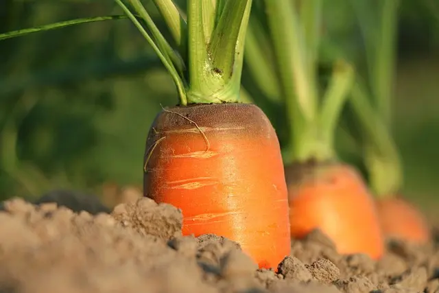 Comment bien choisir le bon terreau pour vos plantes