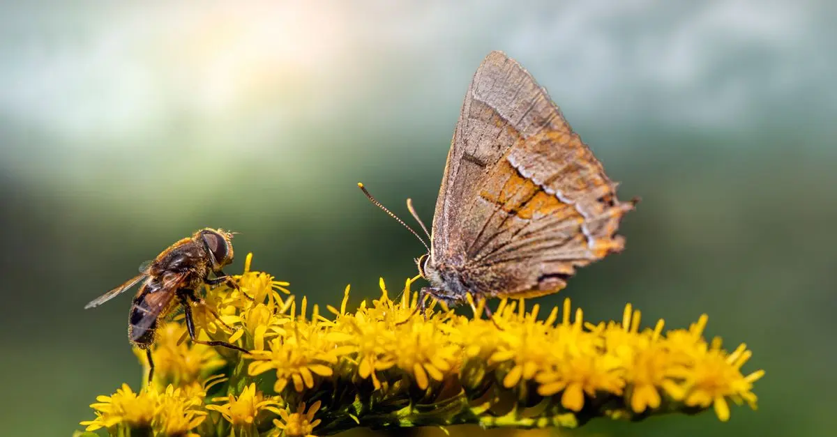 Comment Favoriser la Pollinisation dans Votre Jardin