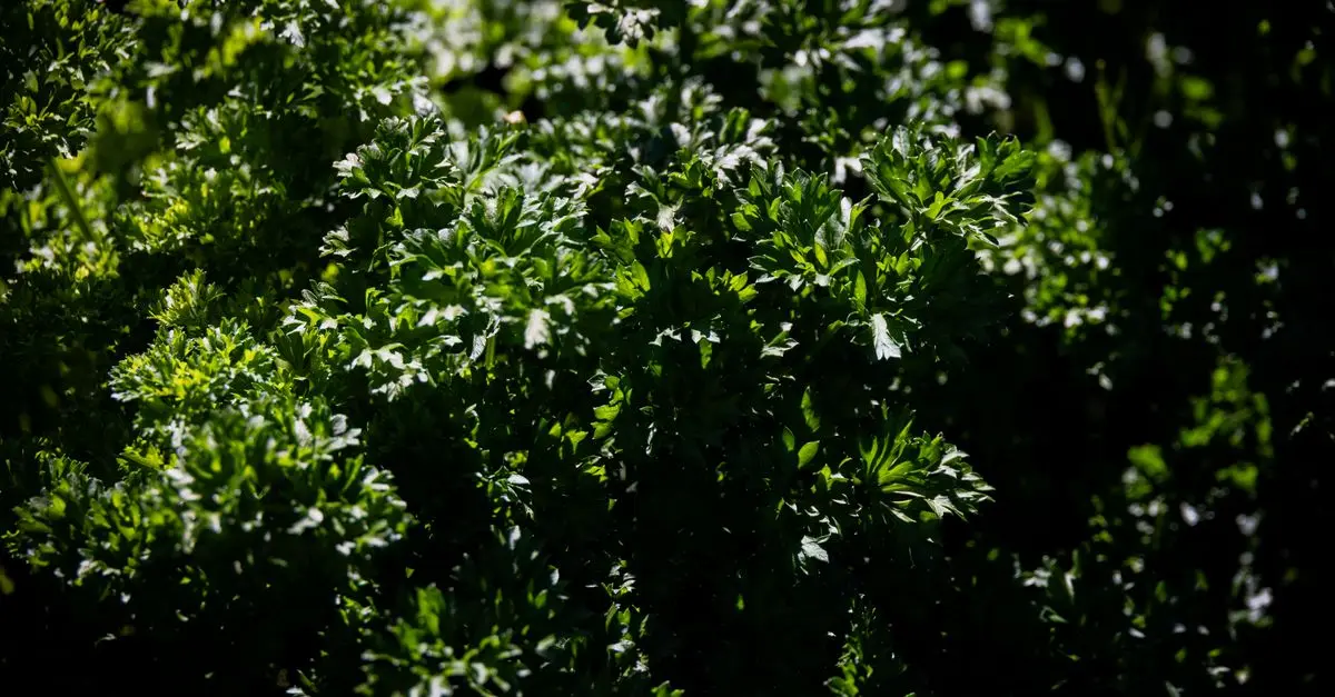 Les Meilleures Astuces pour réussir votre jardin potager
