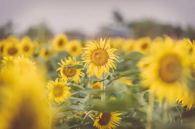 Les Meilleures Plantes pour Créer un Jardin Biorégional