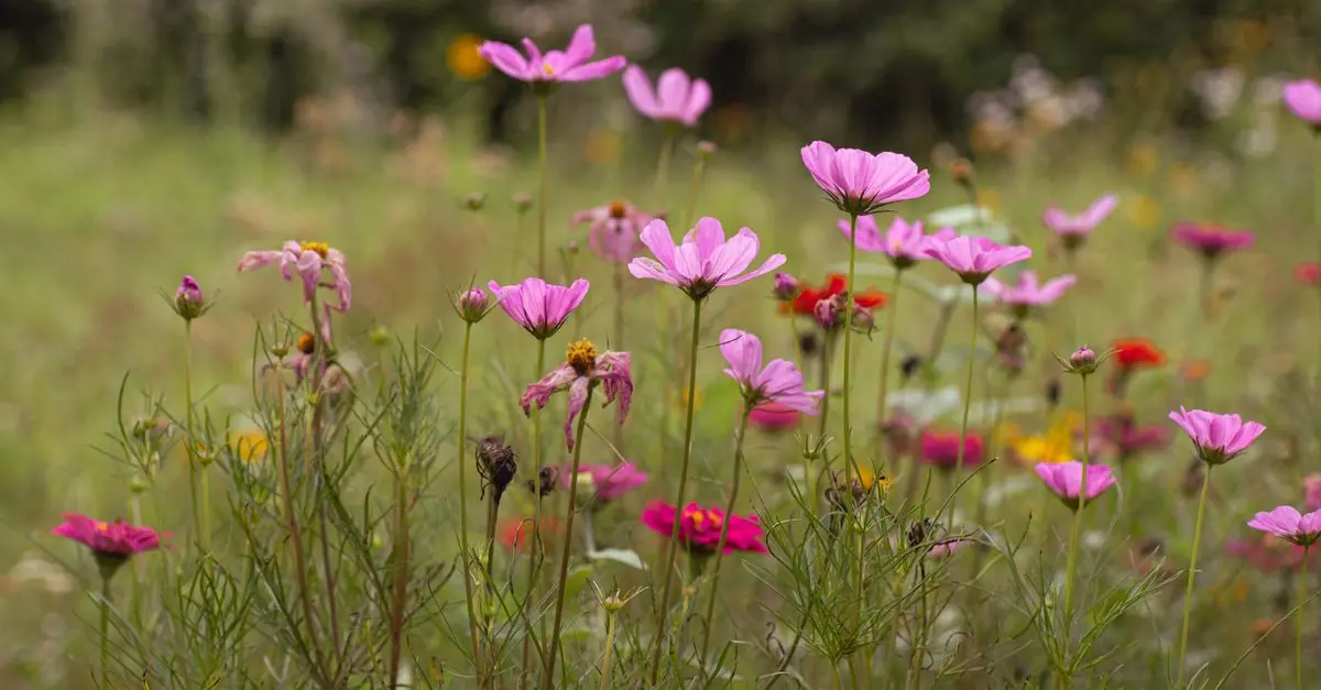 Comment Rendre Votre Jardin Résilient aux Changements Climatiques