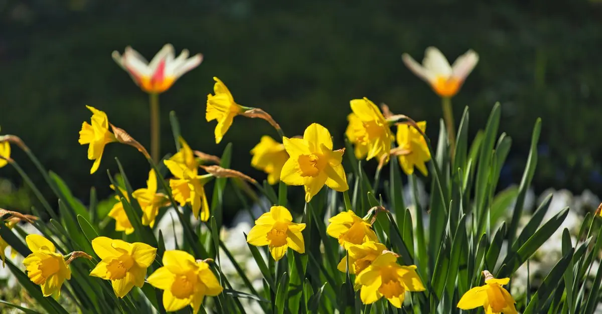 Comment Préparer Votre Jardin pour le Printemps : 10 Étapes Clés