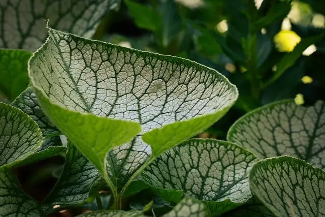 10 Astuces de Jardinage pour Protéger vos Plantes des Maladies