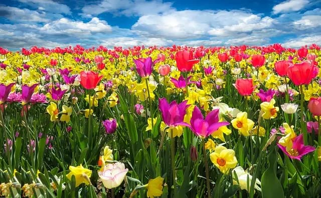 10 Astuces Incontournables pour Entretenir Votre Jardin au Printemps