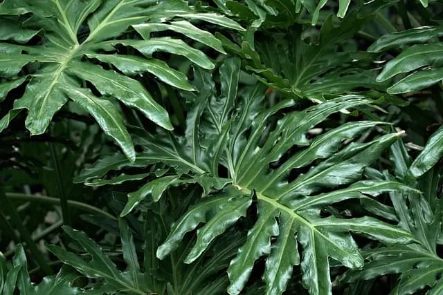 10 Astuces pour Éviter les Mauvaises Herbes dans Votre Jardin