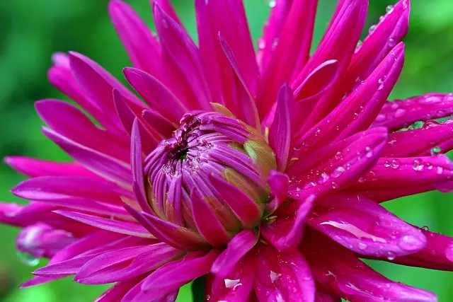 10 Plantes Indispensables à Avoir dans Votre Jardin