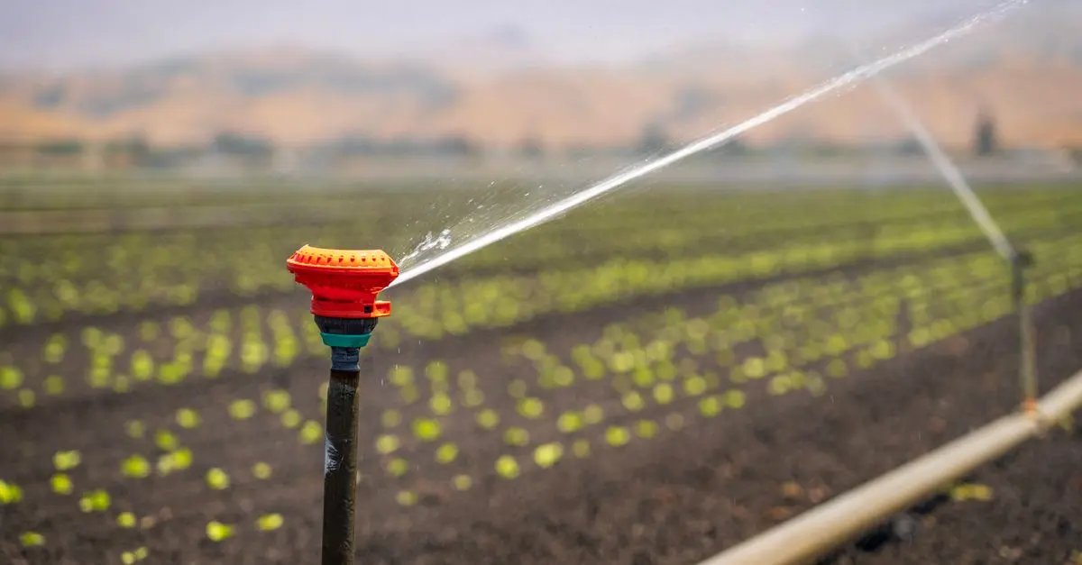 Comment Aménager un Jardin de Fleurs Résilient : Guide Pratique