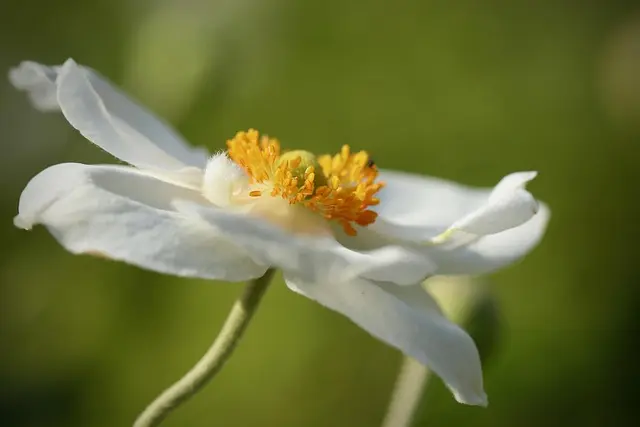 Les Secrets d'un Jardinage Écologique : 10 Astuces à Suivre