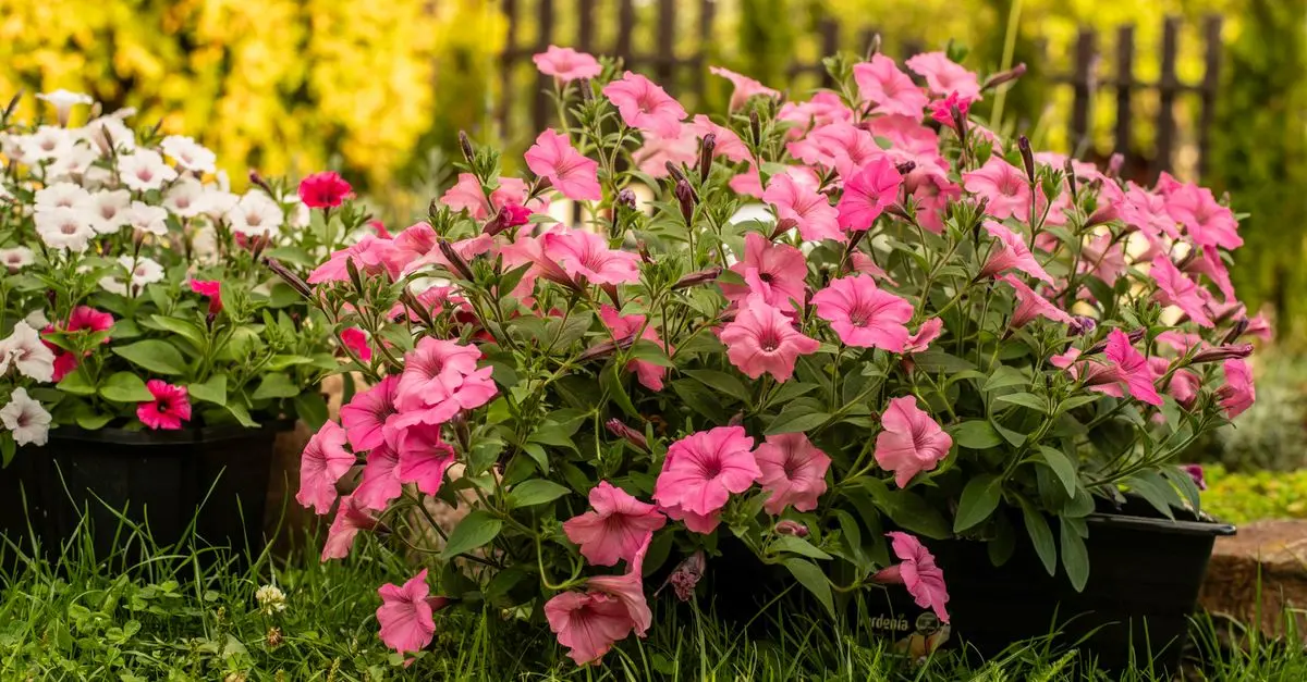 5 Erreurs Courantes à Éviter en Jardinage