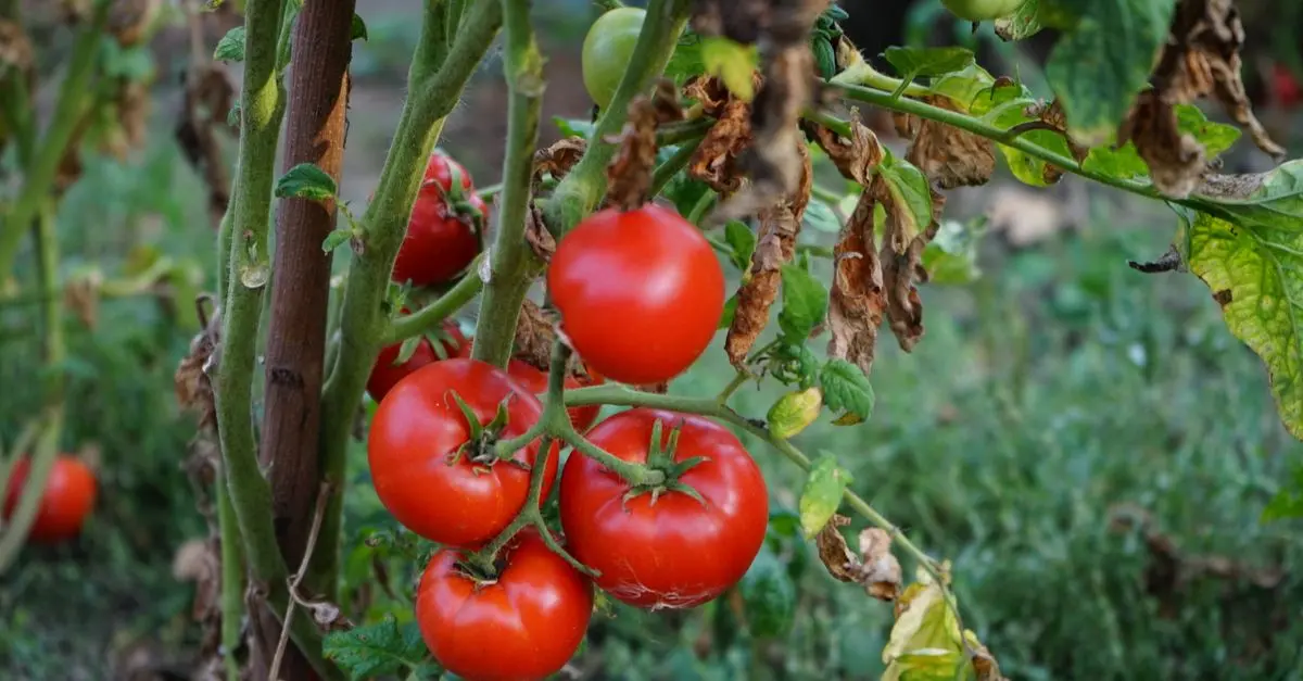 Le Guide Complet de la Culture des Tomates