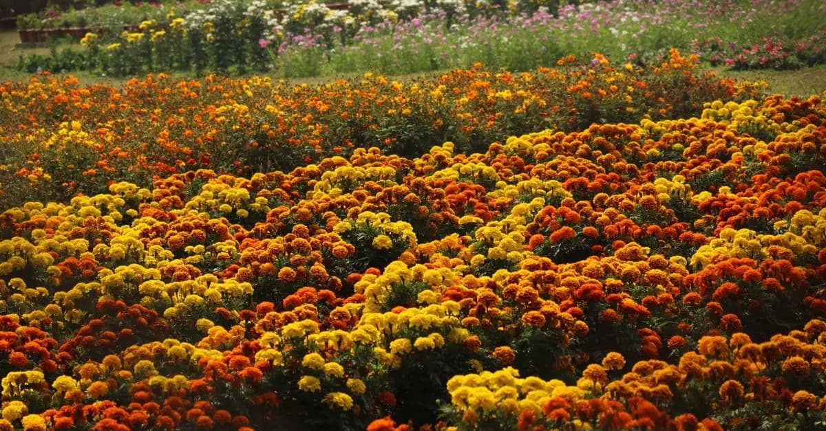 10 Conseils Indispensables pour un Jardin Réussi