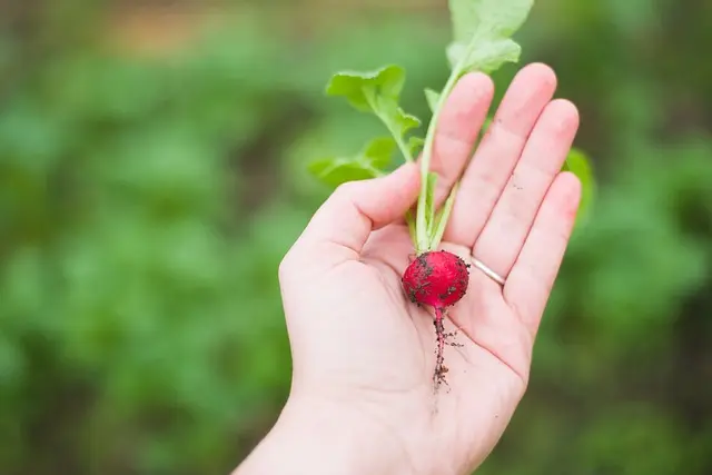10 Astuces Incontournables pour Renforcer l'Enracinement de Vos Plantes