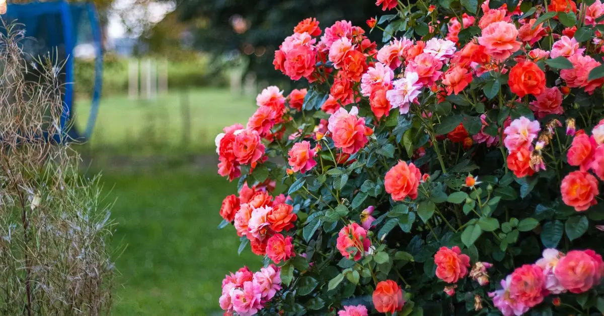 10 Plantes Indispensables pour Jardins d'Été Éblouissants