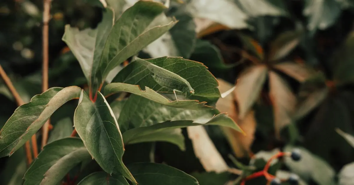 Comment Préserver la Biodiversité dans Son Jardin