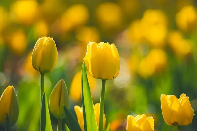 Comment Planter des Bulbes au Printemps : Guide Pratique