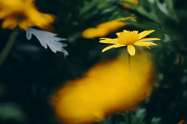 Comment Choisir les Meilleures Plantes pour un Jardin Écologique
