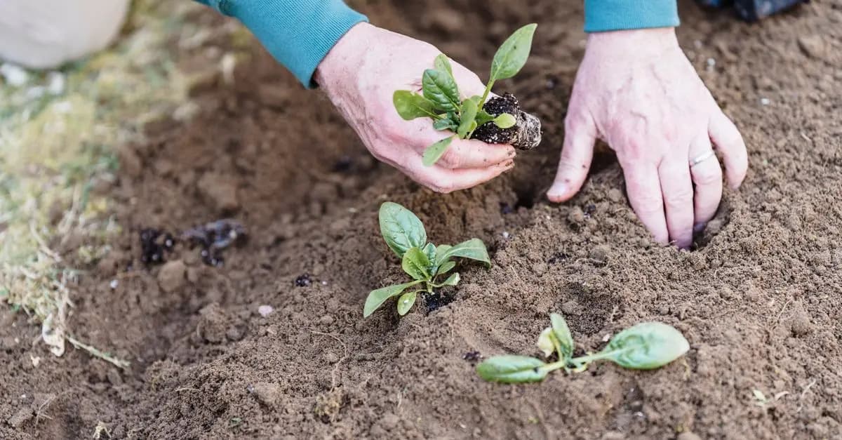 5 Stratégies pour Réussir vos Semis au Printemps