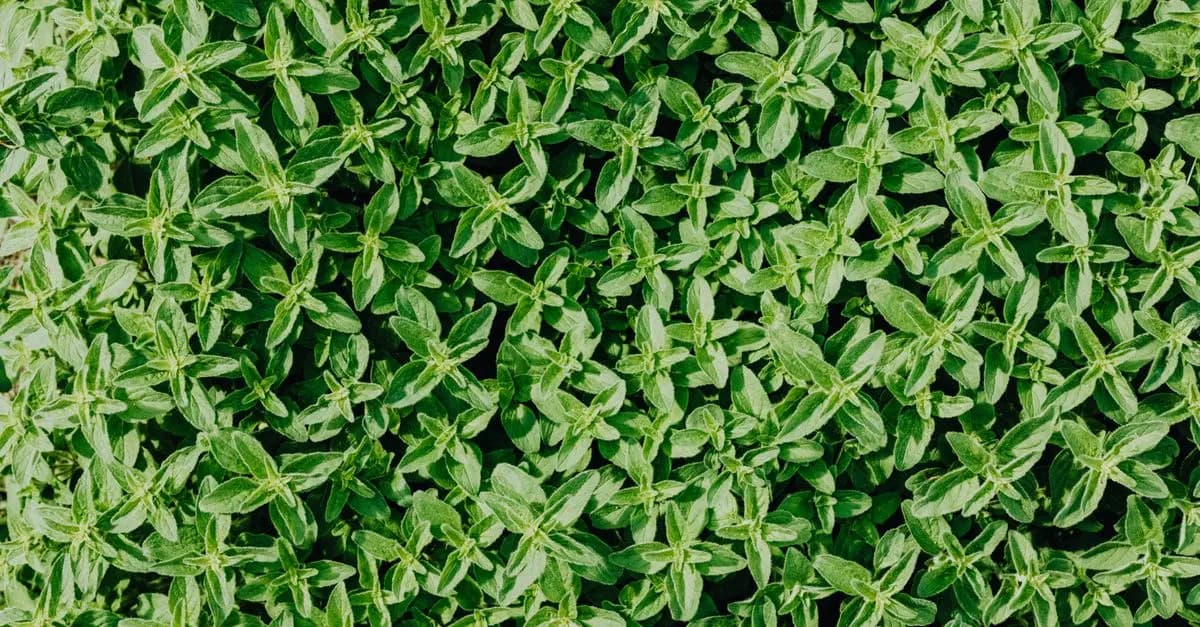 Les Bienfaits des Plantes Aromatiques dans Votre Jardin