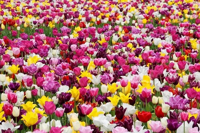 5 Plantes Parfaites pour Éblouir Votre Jardin en Été