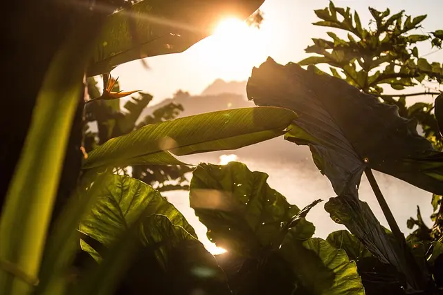 10 Astuces Incontournables pour Jardiner en Équilibre avec la Nature