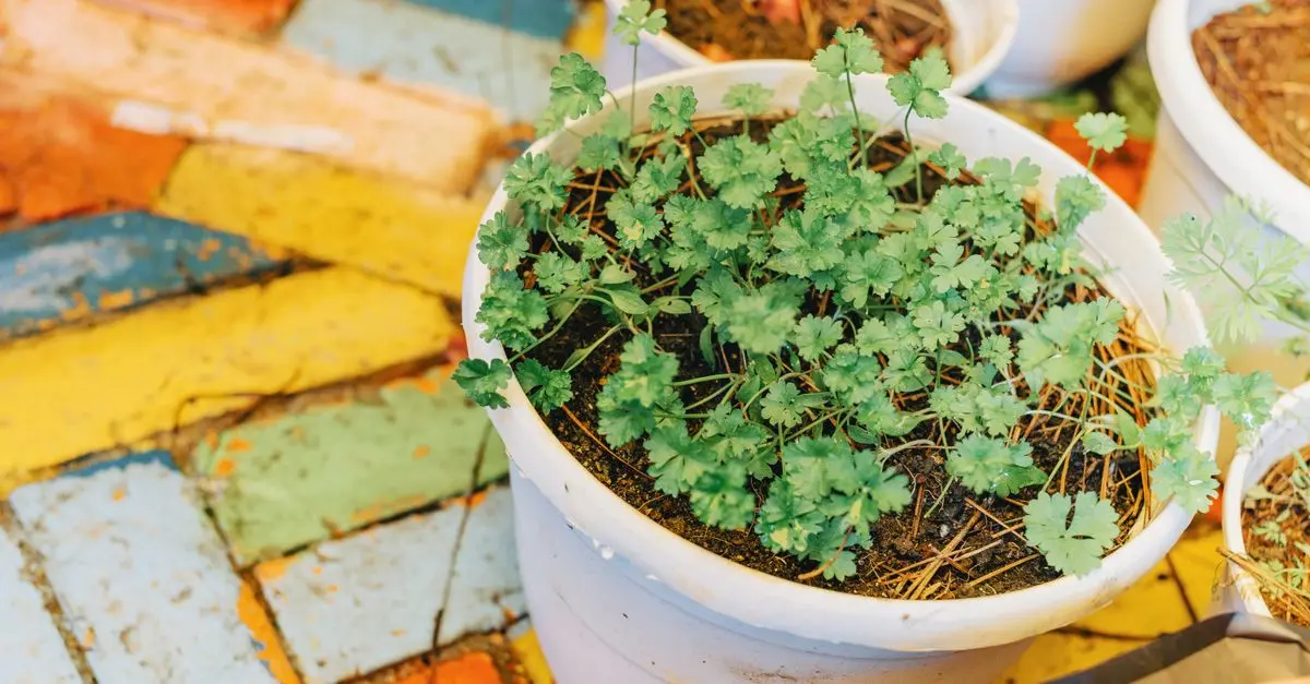 Comment Réussir La Culture de Plantes Aromatiques : Guide Complet