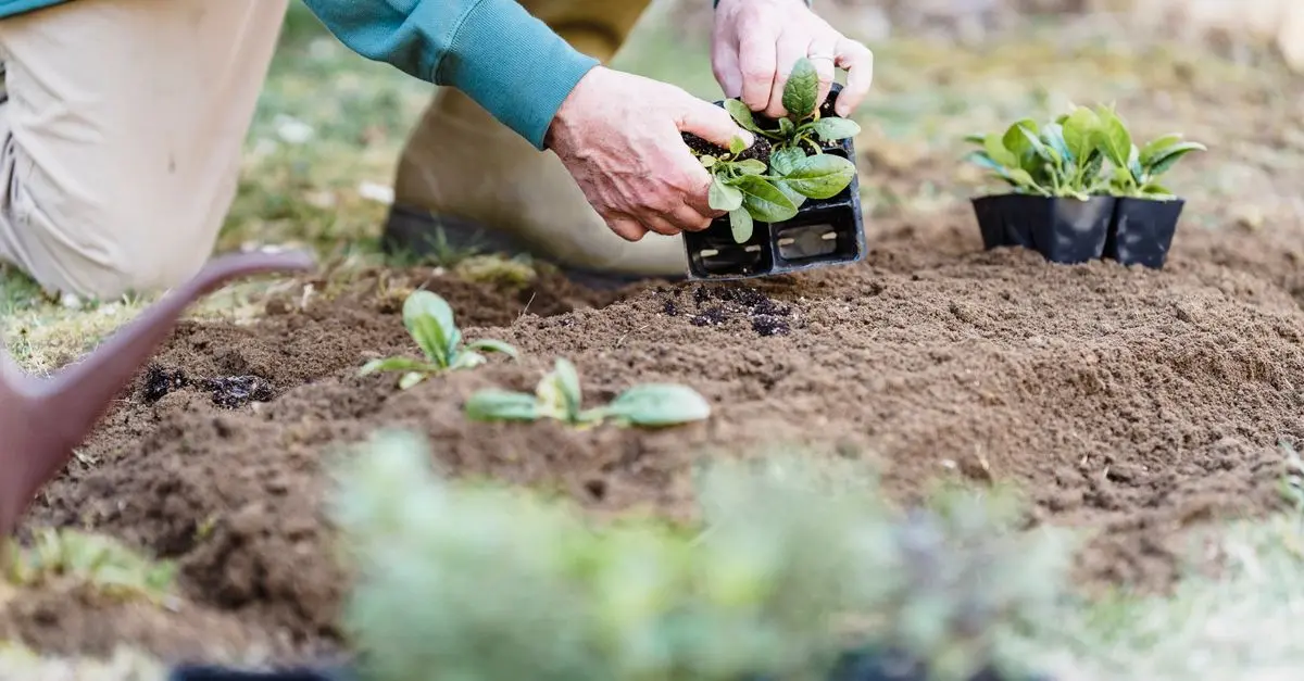 Comment Réussir vos Semis : 10 Astuces Incontournables